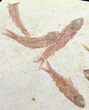Multiple Knightia Fossil Fish - Wyoming #60791-3